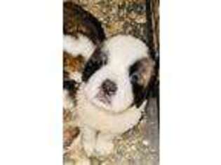 Saint Bernard Puppy for sale in Haverhill, NH, USA