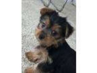 Yorkshire Terrier Puppy for sale in Rockville, MD, USA