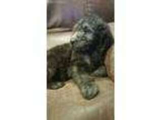 Labradoodle Puppy for sale in Rainbow City, AL, USA