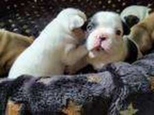 French Bulldog Puppy for sale in Ballston Spa, NY, USA