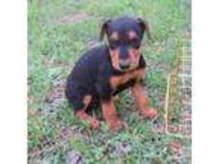 Airedale Terrier Puppy for sale in Madison Heights, VA, USA