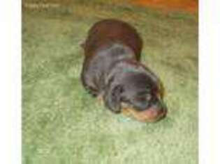 Dachshund Puppy for sale in Spring Creek, PA, USA