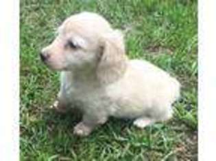 Dachshund Puppy for sale in Fort Valley, GA, USA