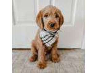 Labradoodle Puppy for sale in Alliance, OH, USA