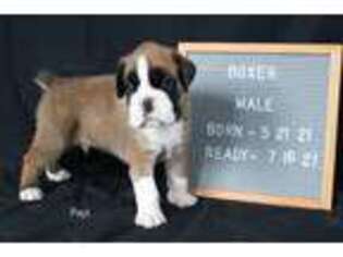 Boxer Puppy for sale in Middlebury, IN, USA