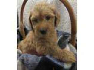 Goldendoodle Puppy for sale in Farmington, NY, USA