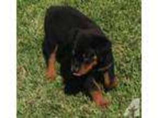 Rottweiler Puppy for sale in SPRING, TX, USA