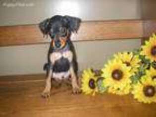 Miniature Pinscher Puppy for sale in Quarryville, PA, USA