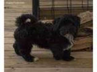 Havanese Puppy for sale in Locust Grove, GA, USA
