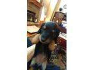 Dachshund Puppy for sale in Plainfield, IL, USA