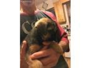 Border Terrier Puppy for sale in Tempe, AZ, USA