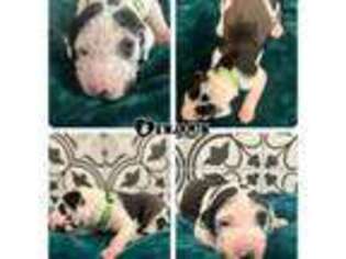 Great Dane Puppy for sale in Lawton, OK, USA