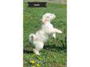 Labradoodle Puppy for sale in Ottawa, KS, USA