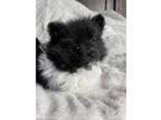 Pomeranian Puppy for sale in Centreville, MD, USA