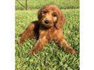 Goldendoodle Puppy for sale in Poplarville, MS, USA