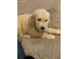 Goldendoodle Puppy for sale in Coldwater, MS, USA