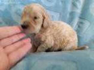 Labradoodle Puppy for sale in Kalispell, MT, USA