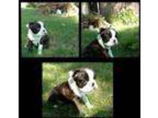 Boston Terrier Puppy for sale in Cherokee, IA, USA