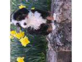 Mutt Puppy for sale in Clinton, MO, USA