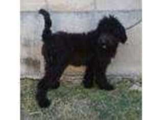 Saint Berdoodle Puppy for sale in Marengo, IA, USA