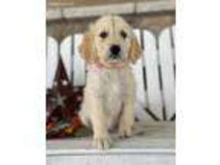 Goldendoodle Puppy for sale in Warsaw, NY, USA