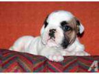 Bulldog Puppy for sale in TAMPA, FL, USA
