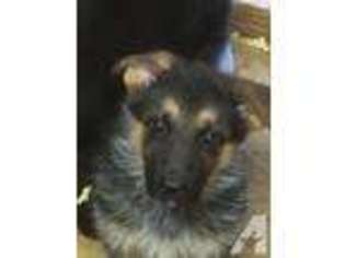 German Shepherd Dog Puppy for sale in SPENCERPORT, NY, USA