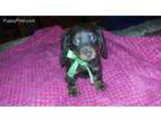 Dachshund Puppy for sale in Bryson City, NC, USA