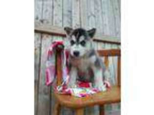 Siberian Husky Puppy for sale in Wilkes Barre, PA, USA