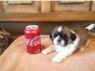 Mutt Puppy for sale in Geneseo, KS, USA
