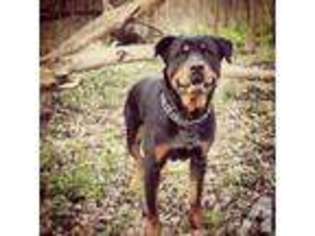 Rottweiler Puppy for sale in ELGIN, IL, USA