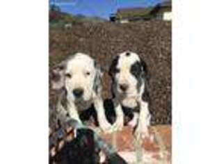 Great Dane Puppy for sale in Beaumont, CA, USA
