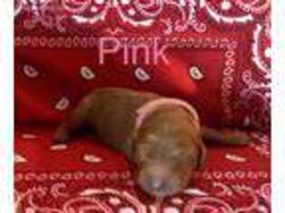 Goldendoodle Puppy for sale in Paducah, KY, USA