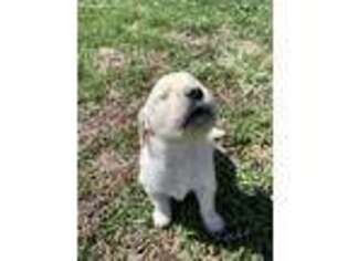 Mutt Puppy for sale in Haddam, KS, USA