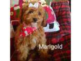 Mutt Puppy for sale in Jamestown, NY, USA