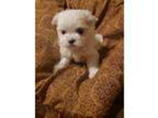 Maltese Puppy for sale in Opelika, AL, USA