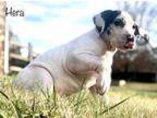 Great Dane Puppy for sale in Lincolnton, NC, USA