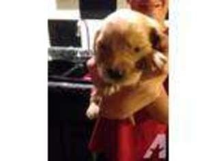 Golden Retriever Puppy for sale in BATAVIA, NY, USA