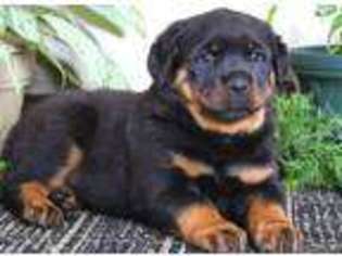Rottweiler Puppy for sale in Canton, MA, USA