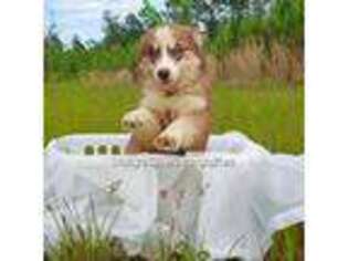 Siberian Husky Puppy for sale in Savannah, GA, USA