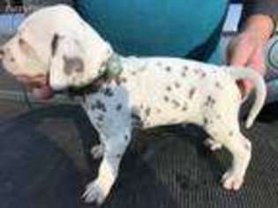 Dalmatian Puppy for sale in Lake Charles, LA, USA