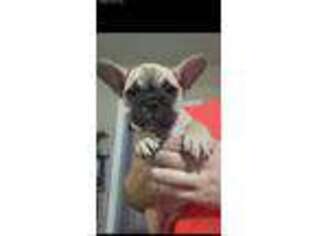 French Bulldog Puppy for sale in Canute, OK, USA