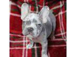 French Bulldog Puppy for sale in Cambridge, IL, USA