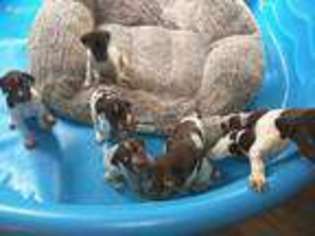 German Shorthaired Pointer Puppy for sale in Covington, GA, USA