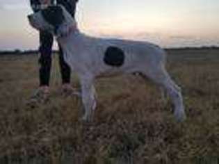 Great Dane Puppy for sale in Kyle, TX, USA
