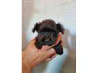 Yorkshire Terrier Puppy for sale in Charleston, IL, USA