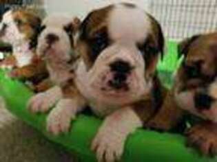 Bulldog Puppy for sale in Roseville, CA, USA
