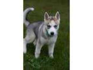 Siberian Husky Puppy for sale in WATERTOWN, NY, USA