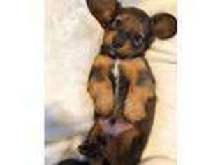 Dachshund Puppy for sale in Cleveland, OH, USA