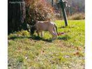 Mastiff Puppy for sale in Beaver Dams, NY, USA